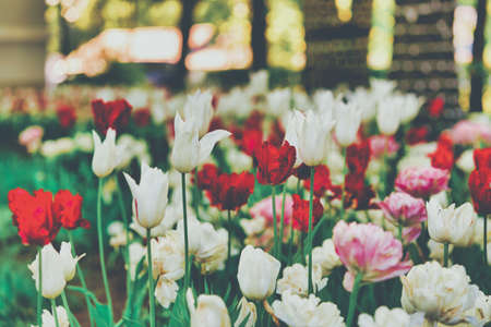 Bright flowers of tulips on a tulip field on a sunny morningの写真素材