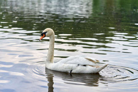 A white swan with a long neck and a red beak floats on the waterの写真素材