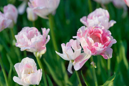 Bright flowers of tulips on a tulip field on a sunny morning, spring flowers tulipsの写真素材