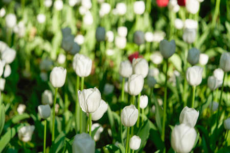 Bright flowers of tulips on a tulip field on a sunny morning, spring flowers tulipsの写真素材