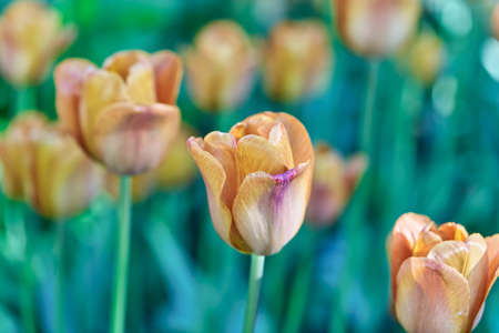 Bright flowers of tulips on a tulip field on a sunny morning, spring flowers tulipsの写真素材