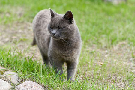 A gray cat walks on green grass on a summer day. Portrait of a fluffy gray cat for a walkの写真素材