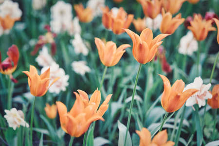Bright flowers of tulips on a tulip field on a sunny morningの写真素材
