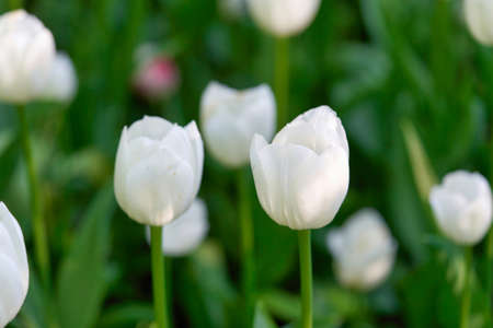 Bright flowers of tulips on a tulip field on a sunny morningの写真素材