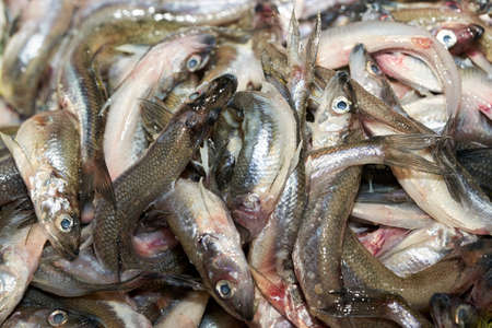 Collection of smelt or European smelt fish for sale in the marketの写真素材