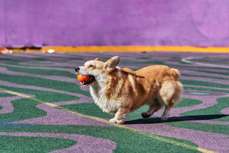 Corgi dog plays while holding an orange ball in his mouth.の写真素材