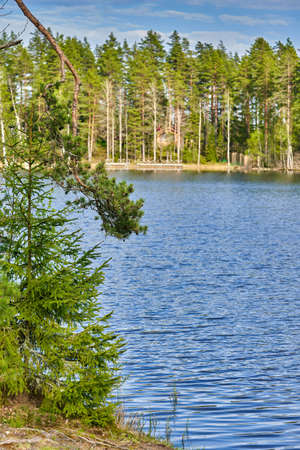 Natural landscape with forest lake and pine treesの写真素材