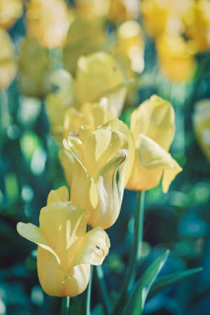 Bright flowers of yellow tulips on a spring meadowの写真素材
