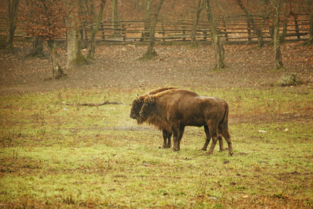 Bison couple in the countryside.の写真素材