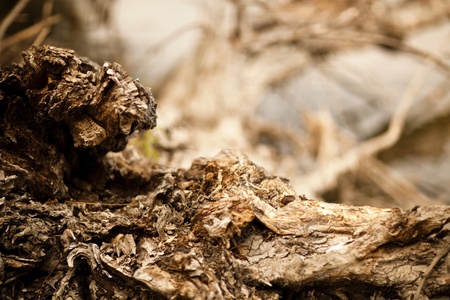 Close-up of a fallen tree, with moist and dry bark.の写真素材