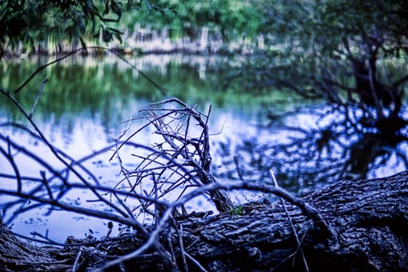 Abstract. Closeup of a tree bark, dried and forgotten land.の写真素材