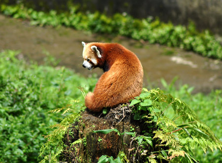 A red panda playing in a zoo at Himalayan Zoological Park in Gangtok, Sikkim. This is the state animal of Sikkim and most endangered species in the world. Only 500 red pandas wore found in Sikkim and around 2000 animals found surviving in the world.の写真素材