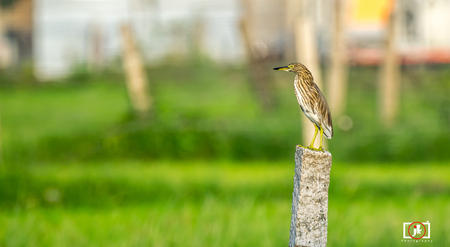 Indian Pond Heronの写真素材