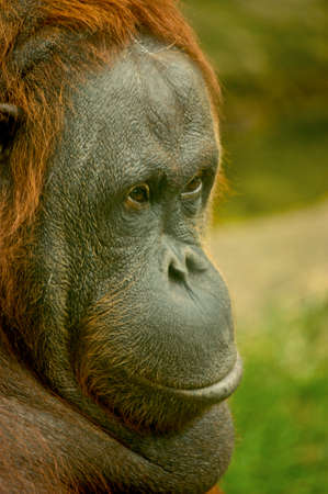 Portrait of a big redhead monkey. Animals in nature on our earth. Orangutan. High quality photoの写真素材