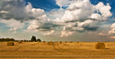 Summer field landscape. Stacks of mowed grass, hay. Blue sky and white clouds. High quality photoの写真素材