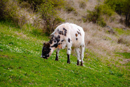 Cow grazing in the meadow. High quality photoの写真素材
