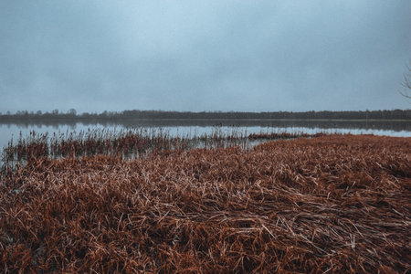 Autumn lake with fog and yellow grass. Movie atmosphere. High quality photoの写真素材