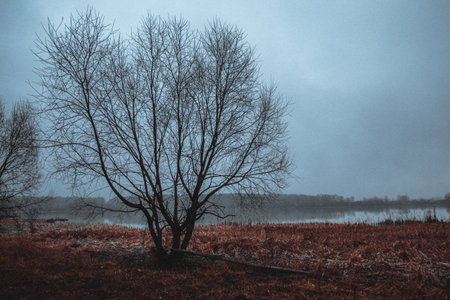 Tree on the lake shore, autumn with fog over the water. High quality photoの写真素材