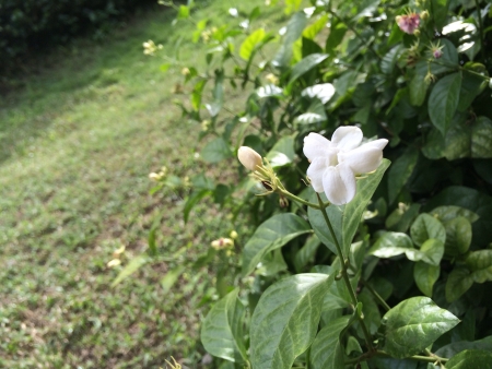 The Sampaguita flower is the philippines national flower.の素材