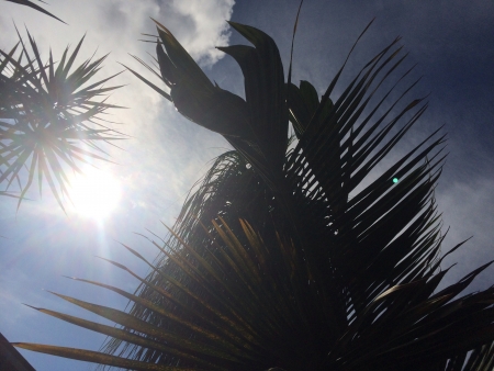 The sunlight glares at the back of palm leaves giving it a light silhouette.の素材