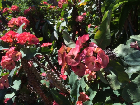 Some tropical flowers are beautiful and dangerous at the same time. の素材