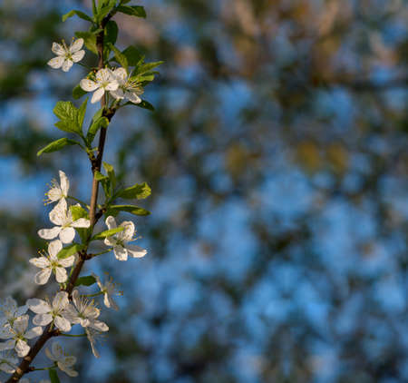 Branch with white flowers, spring season blossomの写真素材