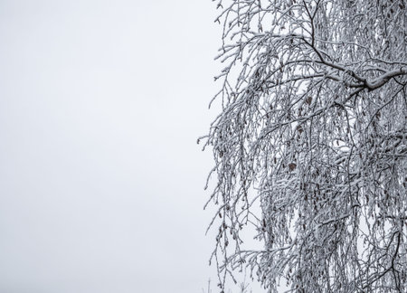 Snowy birch branches at winter day, tree covered by snow, isolated on white