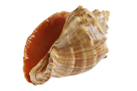 Empty seashell of marine mollusc  isolated on white background