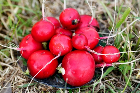 heap of ripe radishesの写真素材