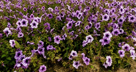 Blue mirabilis in gardenの写真素材