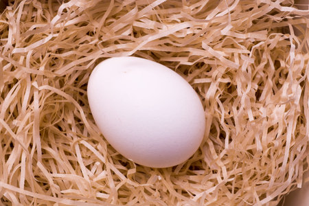 fresh egg in nest at farm
