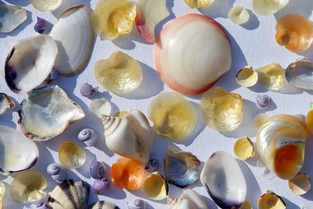 Multicolored seashells on a textured white background. 