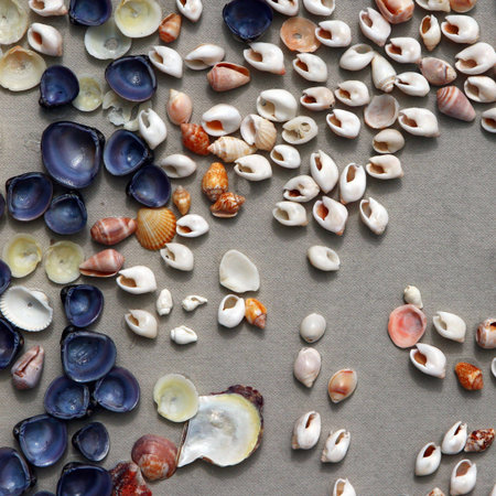 Natural multicolored seashells on a textured lightly grey background. Including rare brightly dark...