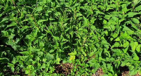Top view of a bed of nettles in sunshineの写真素材