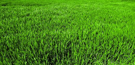 View of green field of grass in daylight and sunshineの写真素材