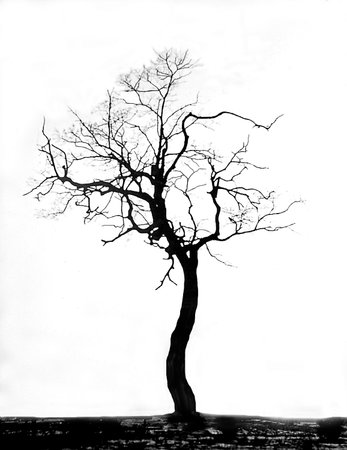 a dead tree