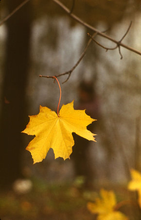 Last leaf