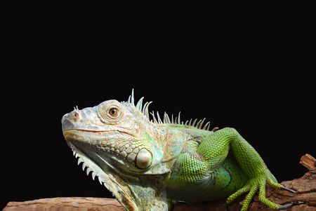 Iguan-the lizard from  of reptilesの写真素材