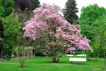 Spring to Baden-Baden. Trees  blossomの写真素材
