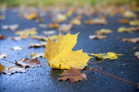Autumn. The sheet of a maple, lying on the earth.の写真素材