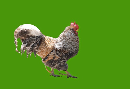 The cock in full growth,   isolated on greenの写真素材