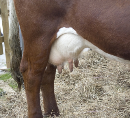 Fragment of a back part of a cow in a stall with an udder feet and a tail の写真素材