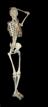 Model of a skeleton of the person, isolated on the black  prototypeの写真素材
