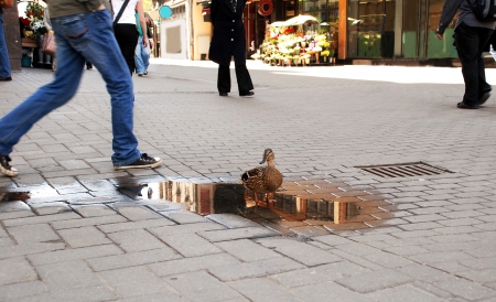 The duck costs in a small pool on a pavement near numerous passersby   My pool, I wonの写真素材