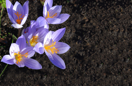 Large flowers of a snowdrop against a dark background it is possible to use as a postcard with a place for the text on the rightの写真素材