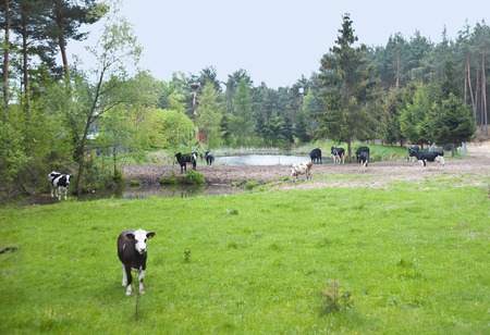 The small herd of cows is grazed on a meadow about a pond.の写真素材