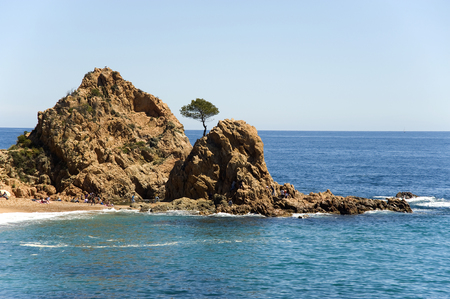 Spain. A pine on the rock at the coast Tossa de Marの写真素材