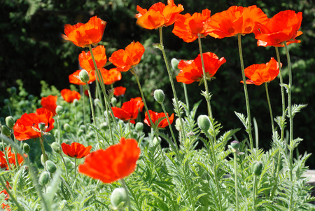 Red poppies on a dark and green background.の写真素材