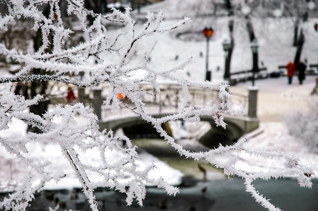 Hoarfrost on tree branches against the background of the bridge and the canal in the park.の写真素材