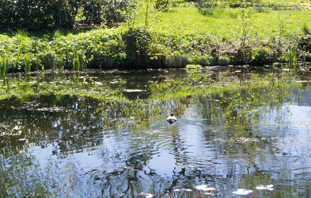 Nature in the summer. The wild duck floats to the coast of the pond which has grown with greens.の写真素材